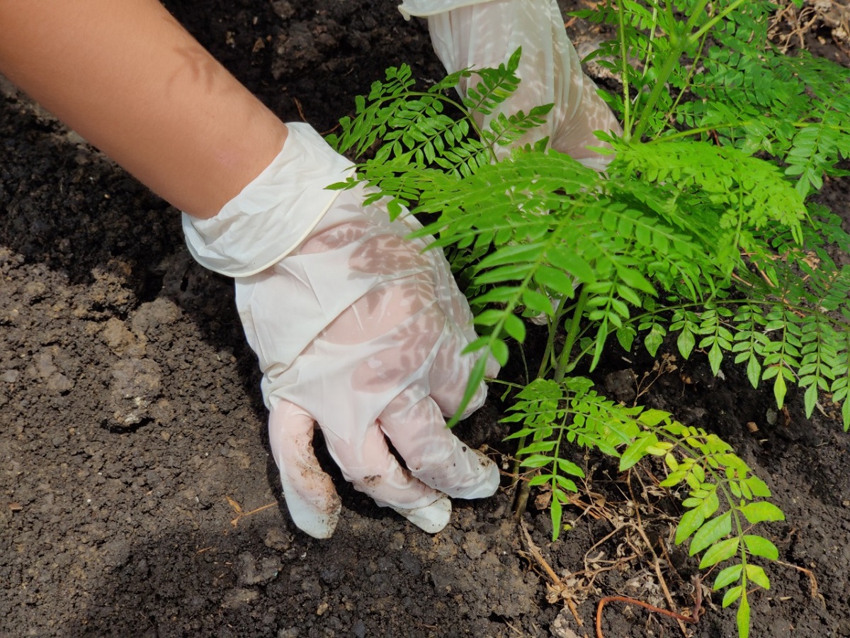  imagen Arbol siendo sembrado 
