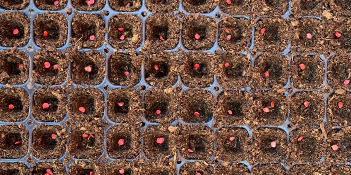  imagen Huertos escolares&nbsp; 