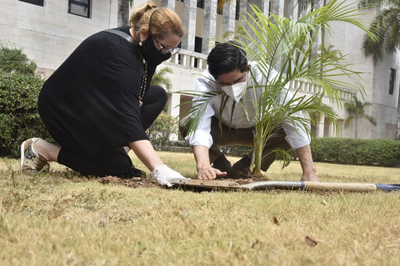  imagen El pasado mes de mayo, la cartera educativa implement&oacute; la campa&ntilde;a &ldquo;sembrar un &aacute;rbol es sin&oacute;nimo de sembrar vida&rdquo;, la cual se realiz&oacute; por motivo del &ldquo;D&iacute;a del &Aacute;rbol&rdquo;, con el objetivo de que toda la comunidad educativa, en especial los estudiantes, hagan sus aportes a la naturaleza.
&nbsp; 